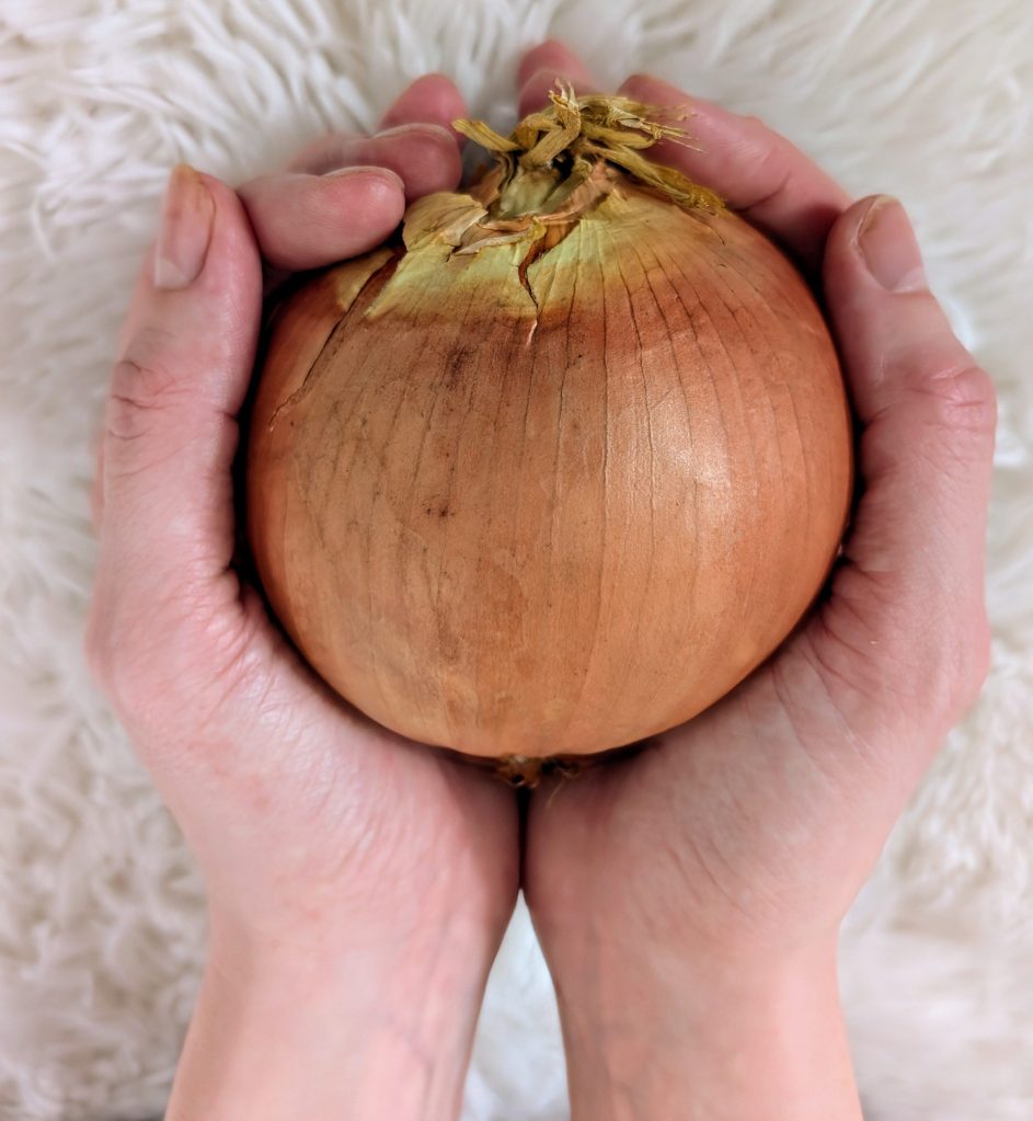 Hands holding onion