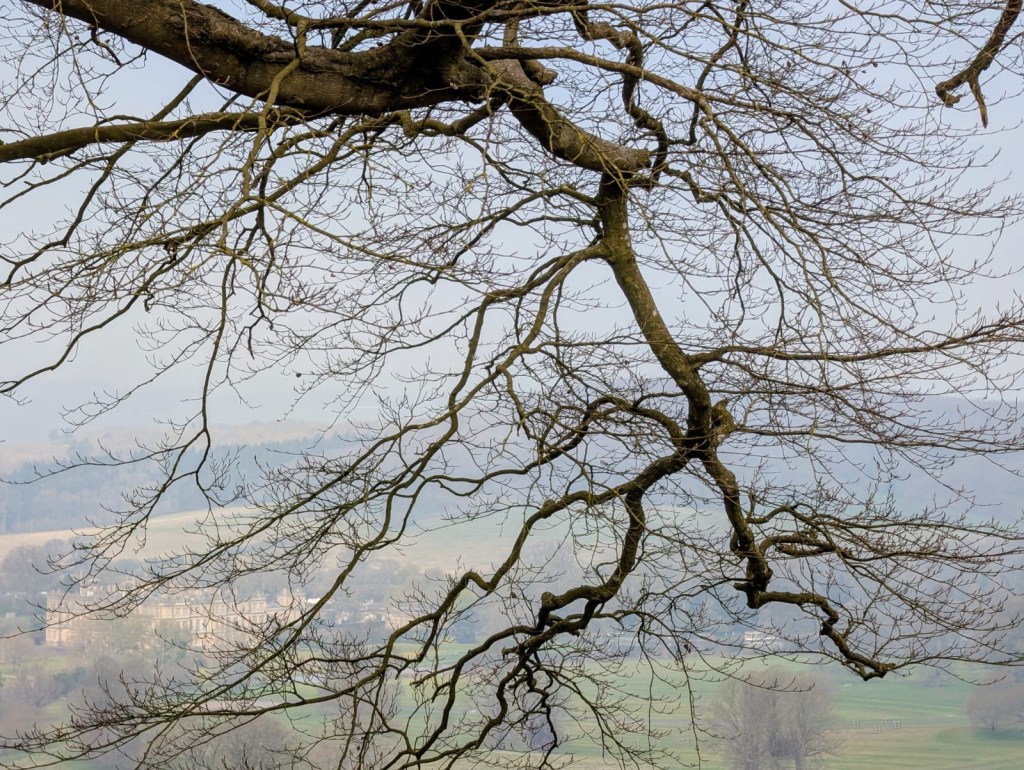 tree branch growing with countryside view